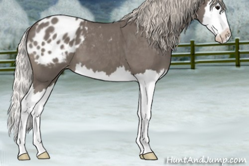 Horse Color:Silver Blue Roan Splash Appaloosa 