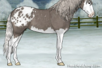 Horse Color:Silver Blue Roan Splash Appaloosa 