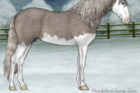 Horse Color:Silver Blue Roan Splash 