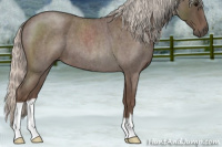 Horse Color:Silver Blue Roan 