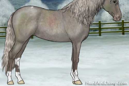 Horse Color:Silver Blue Roan Appaloosa