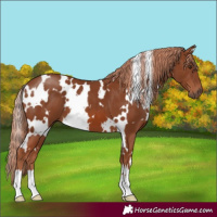 Horse Color:White Spotted Chestnut 