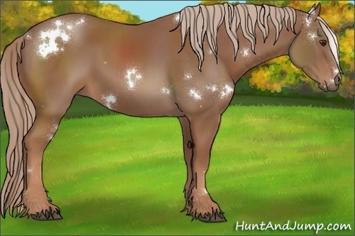 Horse Color:White Spotted Chestnut