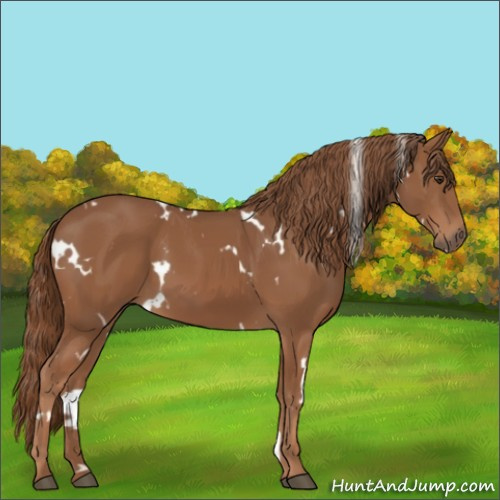 Horse Color:White Spotted Chestnut 