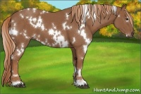 Horse Color:White Spotted Chestnut