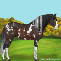 Horse Color:White Spotted Brown Splash 