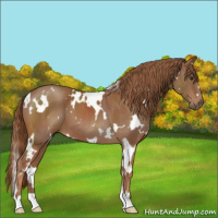 Horse Color:White Spotted Chestnut 