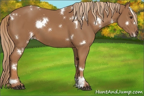 Horse Color:White Spotted Chestnut 