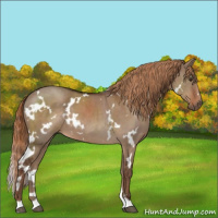 Horse Color:White Spotted Liver Red Dun
