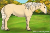 Horse Color:Palomino Dun Splash 