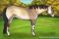 Horse Color:Bay Onyx 