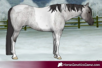 Horse Color:Smoky Grullo Roan Tobiano Brindle 