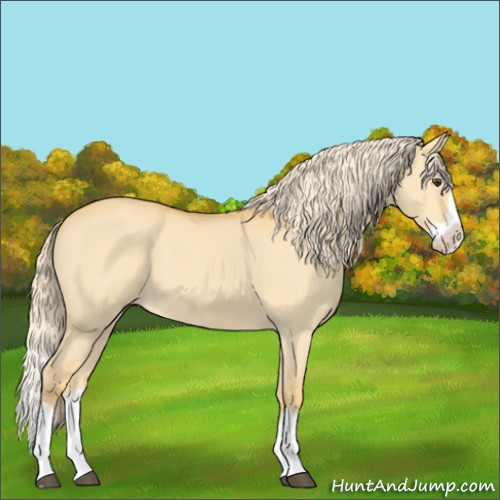 Horse Color:Palomino Dun Splash 