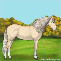 Horse Color:Palomino Dun Splash 