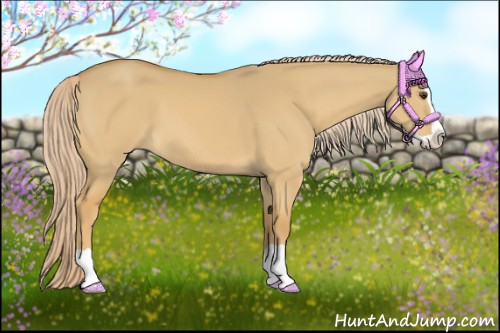 Horse Color:Palomino Dun Splash