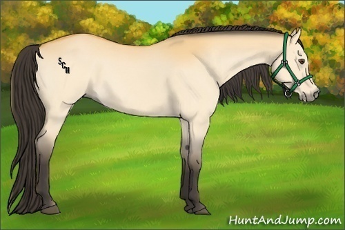 Horse Color:Buckskin Dun