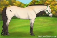 Horse Color:Buckskin Dun 