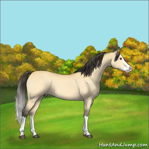 Horse Color:Buckskin Dun Splash