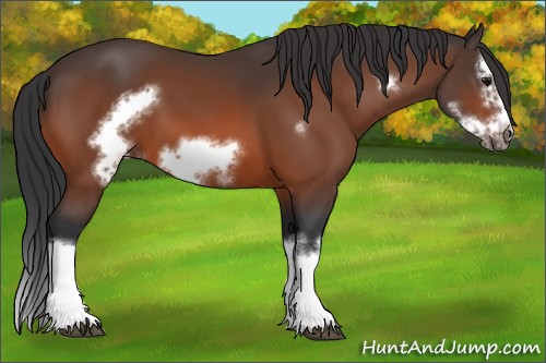 Horse Color:Bay Splash Frame