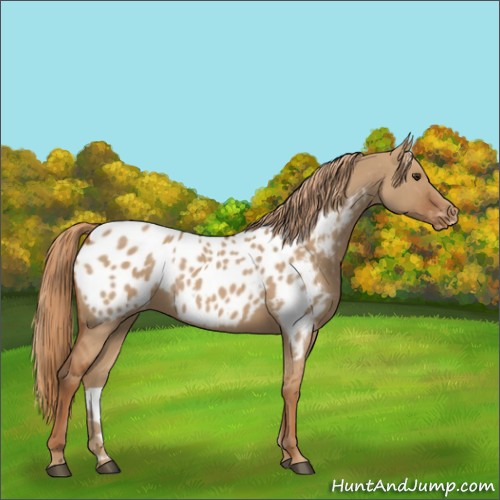 Horse Color:Red Dun Appaloosa 