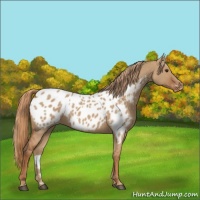 Horse Color:Red Dun Appaloosa 