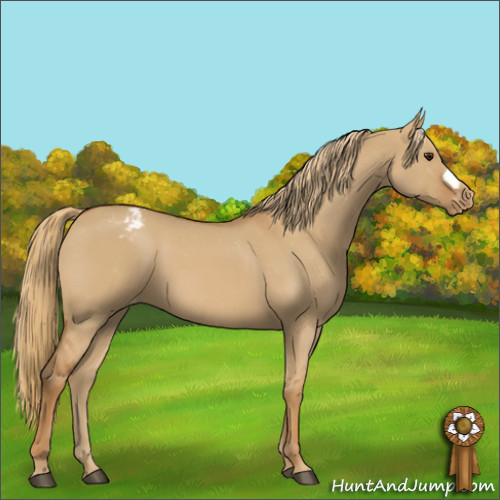 Horse Color:Red Dun Appaloosa