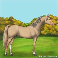 Horse Color:Red Dun Varnish