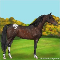 Horse Color:Brown Appaloosa