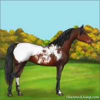 Horse Color:Brown Appaloosa 