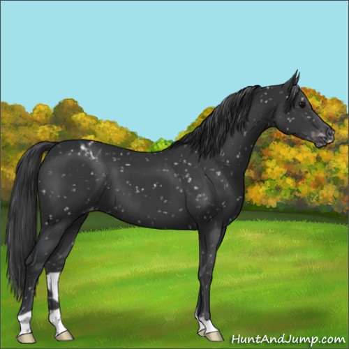 Horse Color:Black Snowflake Varnish 
