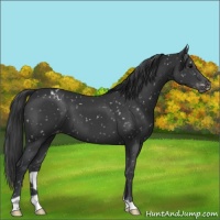 Horse Color:Black Appaloosa 