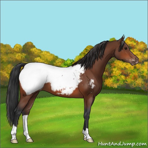 Horse Color:Bay Appaloosa 