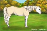 Horse Color:Palomino Dun Splash