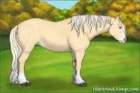 Horse Color:Palomino Dun Splash