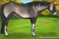 Horse Color:Blue Onyx