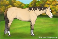 Horse Color:Buckskin Dun Splash 