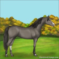 Horse Color:Smoky Grullo Splash