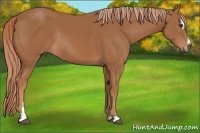 Horse Color:Chestnut Sabino Rabicano