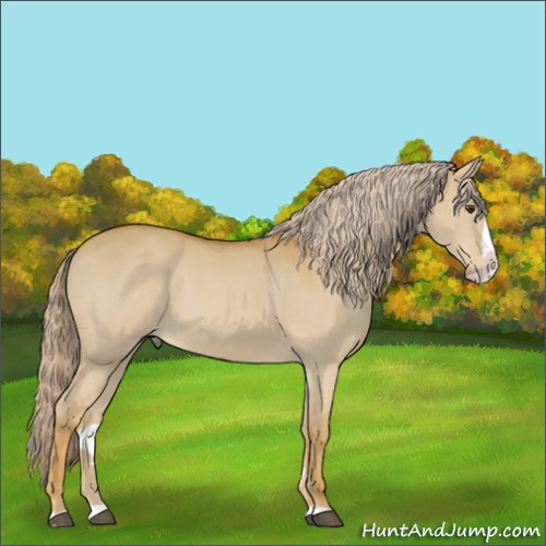 Horse Color:Palomino Dun Splash 