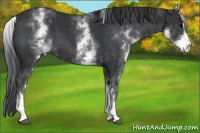 Horse Color:White Spotted Black Sabino