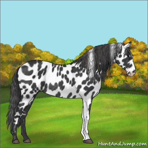Horse Color:Black Appaloosa Rabicano 