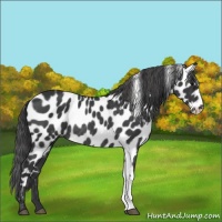 Horse Color:Black Appaloosa Rabicano 