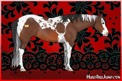 Horse Color:Brown Splash Tobiano Rabicano 