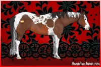 Horse Color:Brown Splash Tobiano Rabicano 