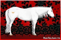 Horse Color:Gray Gold Champagne Dun 