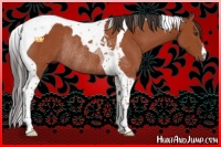 Horse Color:Bay Tobiano Rabicano