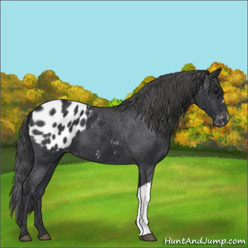Horse Color:Black Appaloosa 