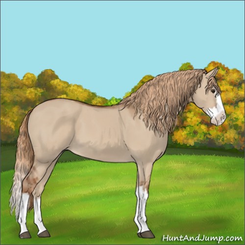 Horse Color:Red Dun Splash 