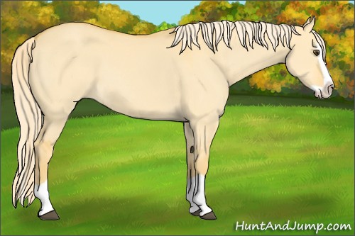 Horse Color:Palomino Dun Splash 