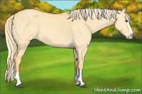 Horse Color:Palomino Dun Splash 